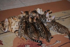 Vicky et ses 5 chatons